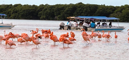 celestun flamingo tours